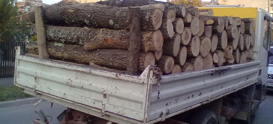 Poliția Română a confiscat mai multe transporturi de material lemnos în zona Rădăuți Poliția Română a confiscat mai multe transporturi de material lemnos în zona Rădăuți
