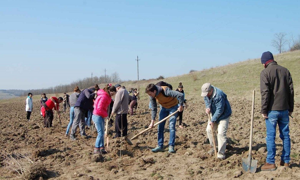 Peste 7,1 milioane de arbori plantați în Suceava milioane de arbori