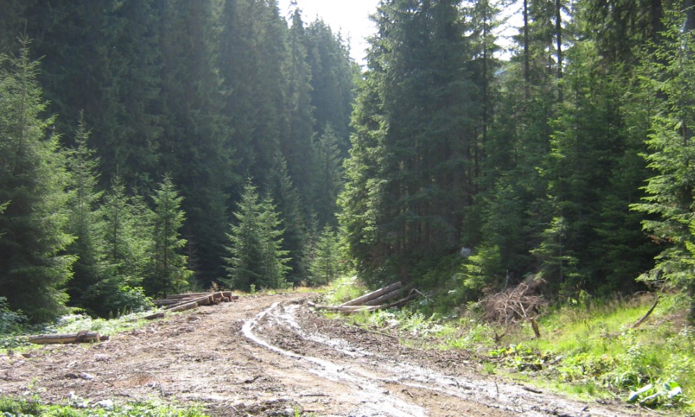 Urmărire și captură de țigări în Straja drum forestier Straja