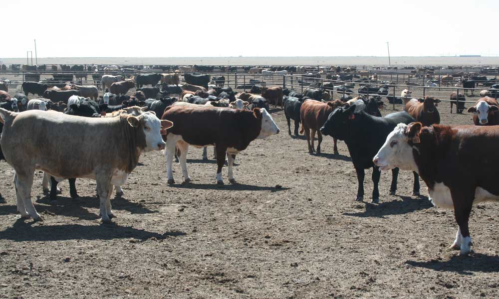 Bacteria E-Coli descoperită și în județul Suceava e-coli bovine suceava