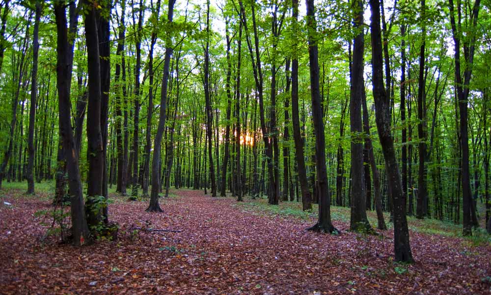 Patru tineri au luat o femeie cu forța din curtea ei și au violat-o în pădure patru tineri au luat o femeie cu forța din curtea ei și au violat-o