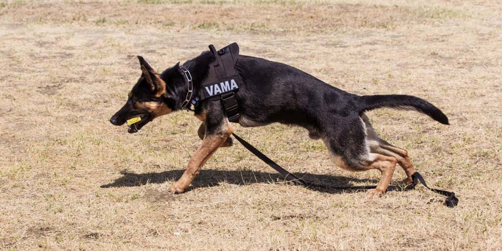 Câinii din fiecare vamă intră într-un program intens de pregătire cainii-din-fiecare-vama-intra-intr-un-program-intens-de-pregatire