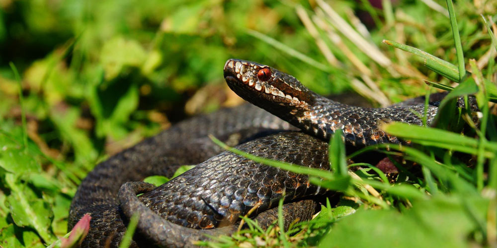 Polițist de frontieră mușcat de o viperă politist-de-frontiera-muscat-de-o-vipera