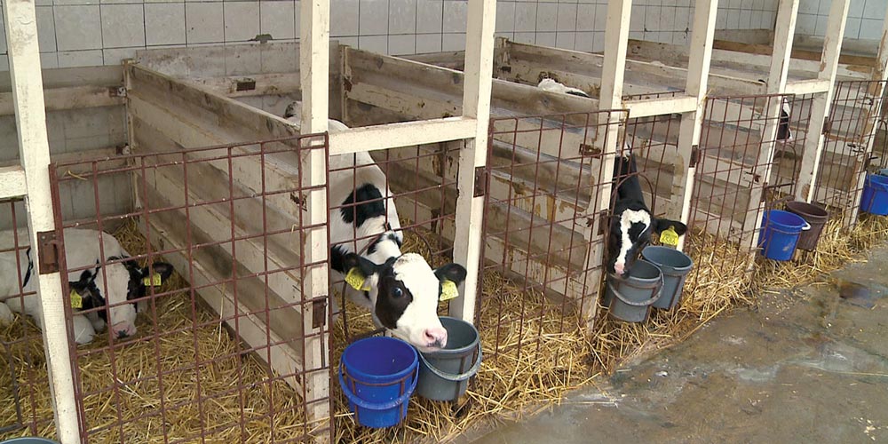 1138 crescători de vaci din Suceava vor primi 227 euro per animal 1138-crescatori-de-vaci-din-suceava-vor-primi-227-euro-per-animal