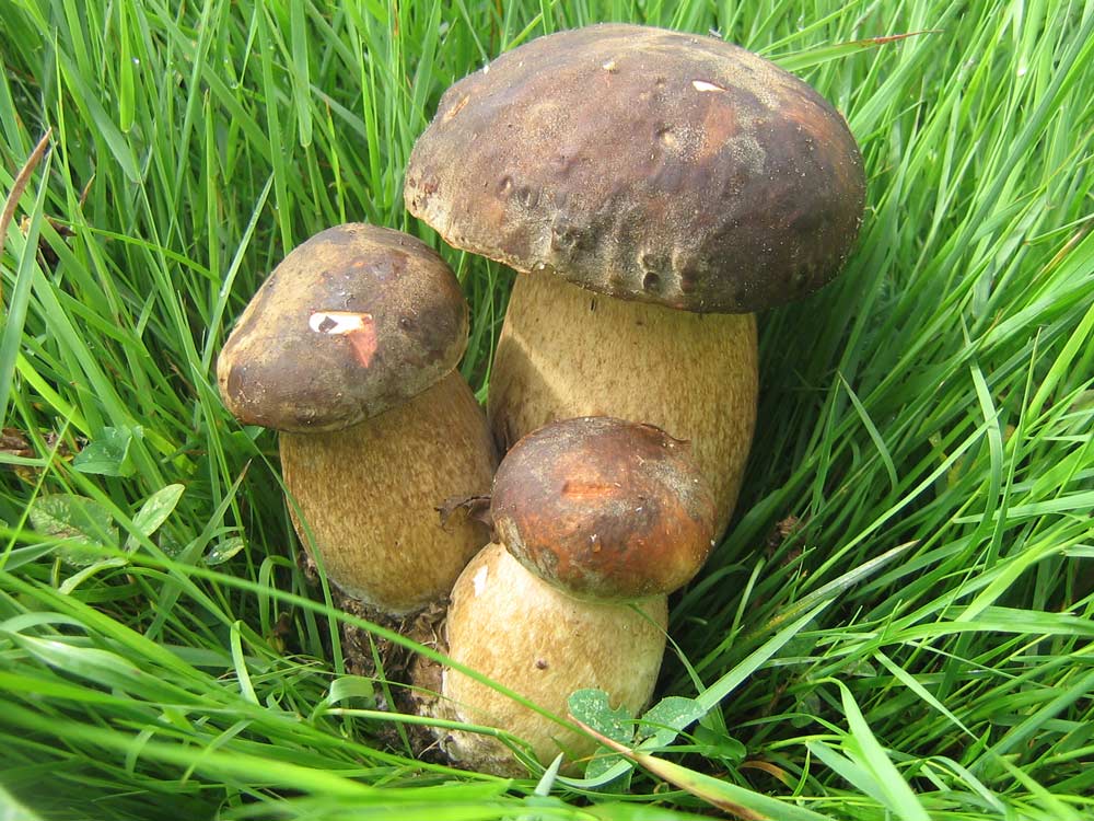 ciuperci ciuperci