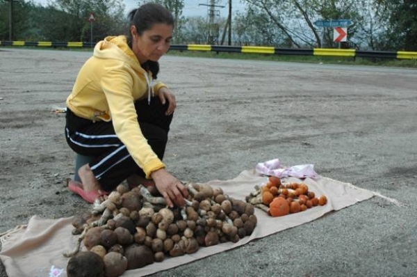 vanzatorii-de-ciuperci-vicovu-de-jos