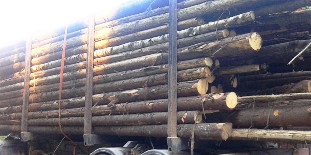 Transport de lemne confiscat la Arbore lemne-arbore