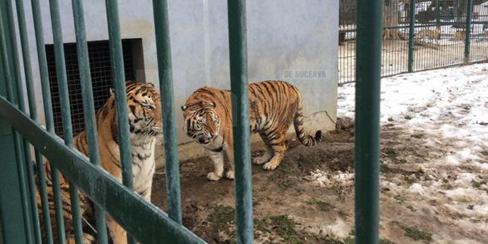 Doi tigri siberieni s-au „mutat” la Rădăuţi doi-tigri-siberieni-s-au-mutat-la-radauti