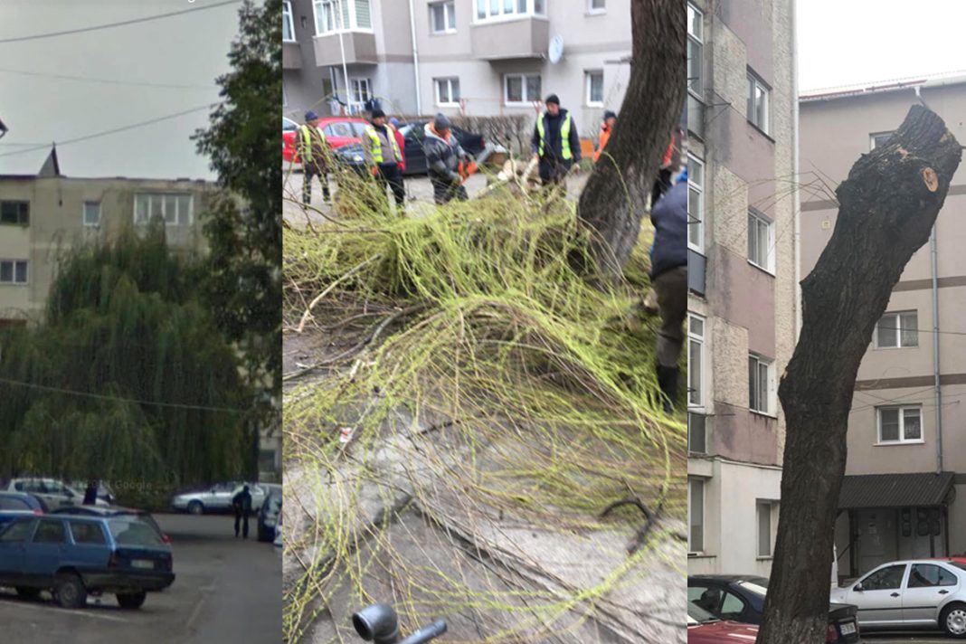 Primăria Rădăuți, criticată dur pe Facebook pentru decizia de a tăia o salcie fără a rezolva o cerere simplă Primăria Rădăuți, criticată dur pe Facebook pentru decizia de a tăia o salcie fără a rezolva o cerere simplă