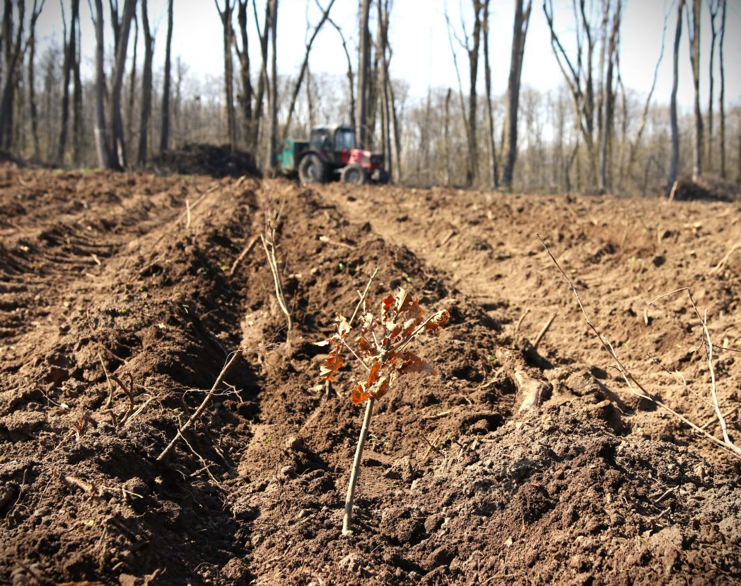 Romsilva va reîmpăduri peste 340 de hectare afectate de calamități cu fonduri din PNRR Romsilva va reîmpăduri peste 340 de hectare afectate de calamități cu fonduri din PNRR