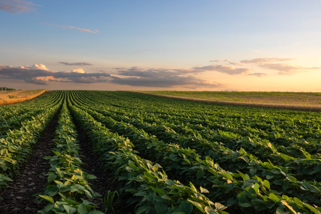Care sunt principalele beneficii ale aplicarii biostimulatorior la culturile agricole