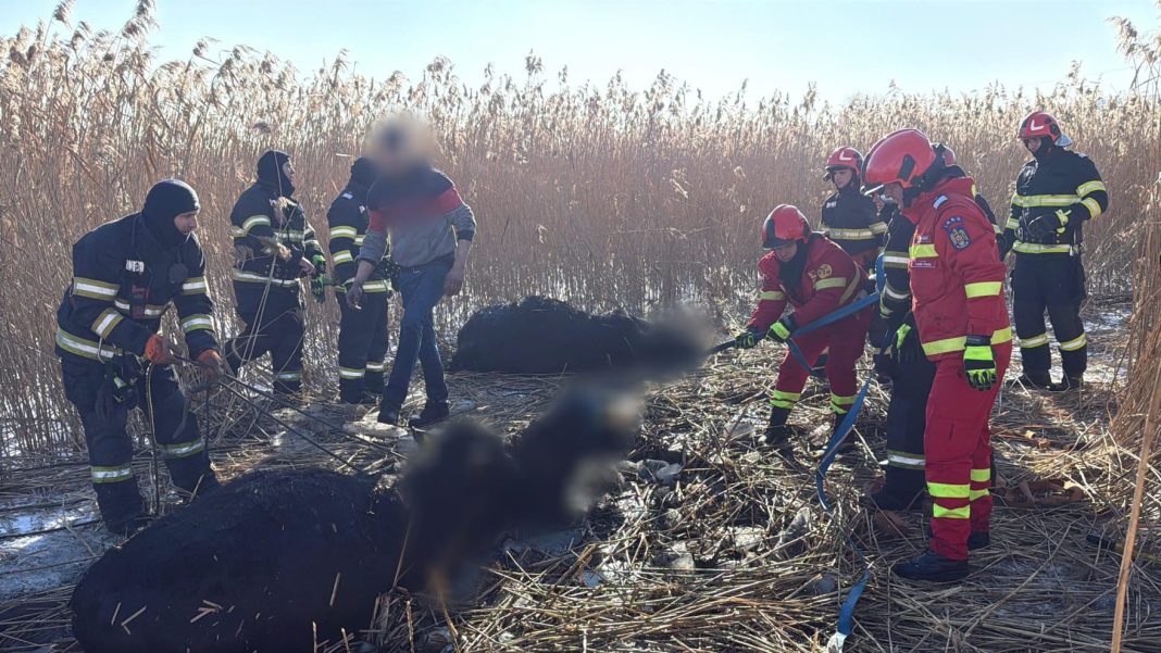 Momente critice la Pocoleni, 23 de vaci căzute într-un iaz, mobilizare masivă a pompierilor Momente critice la Pocoleni, 23 de vaci căzute într-un iaz, mobilizare masivă a pompierilor