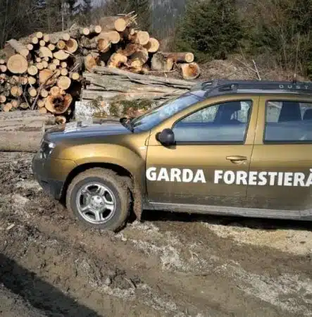 Material lemnos de 25.000 lei confiscat în zona Râșca, Slătioara Material lemnos de 25.000 lei confiscat în zona Râșca, Slătioara