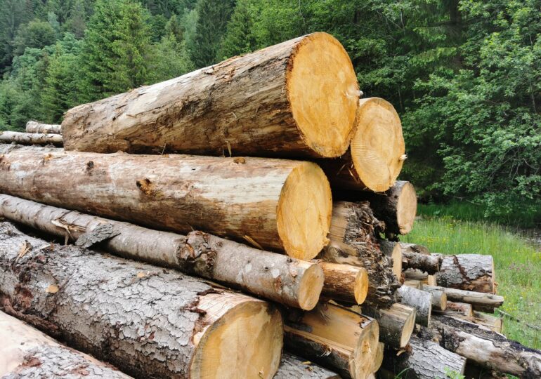 Reținuți după un tun de peste 200.000 de euro cu lemn ilegal Reținuți după un tun de peste 200.000 de euro cu lemn ilegal